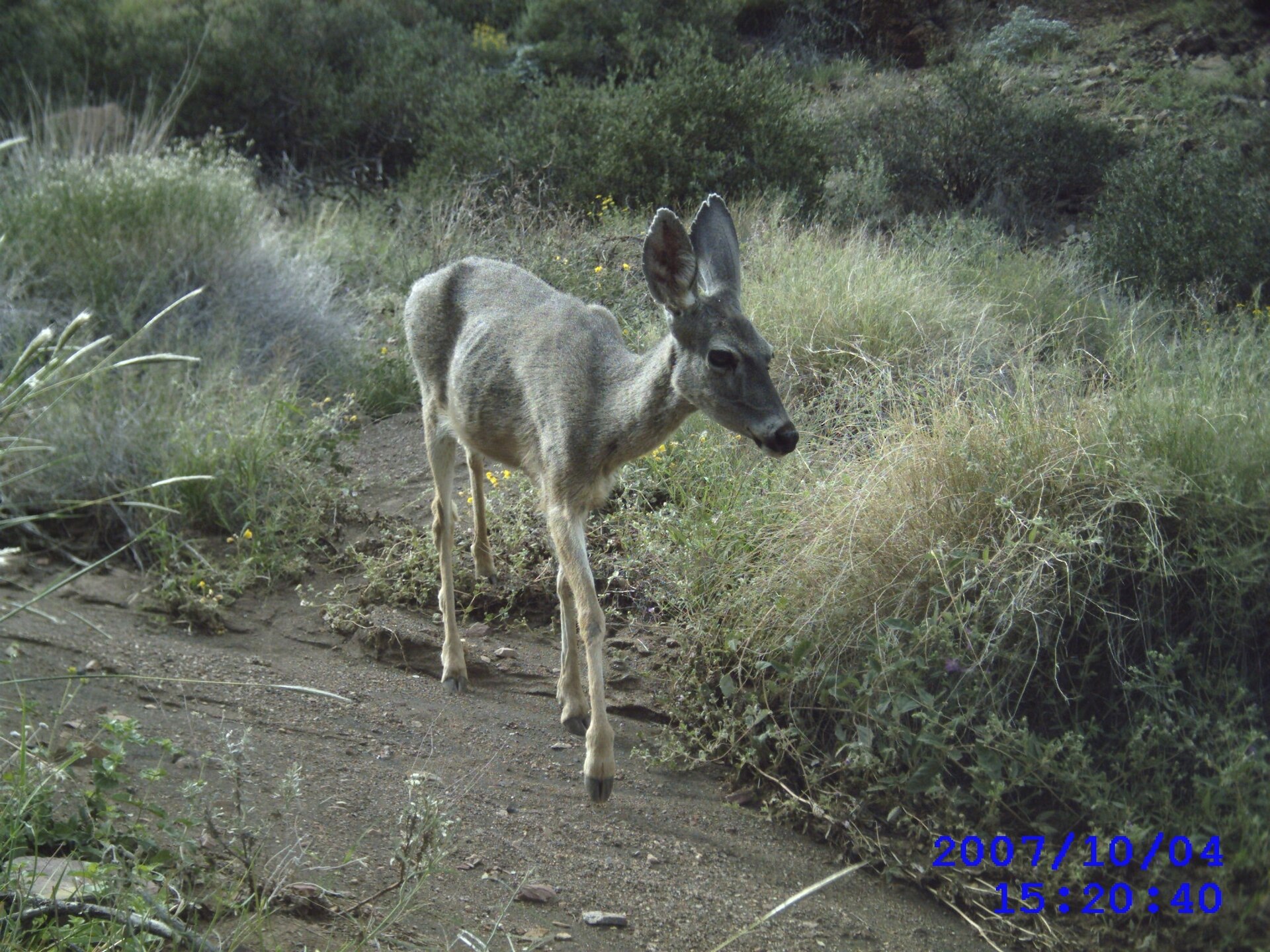 A white-tailed doe stands on a path.