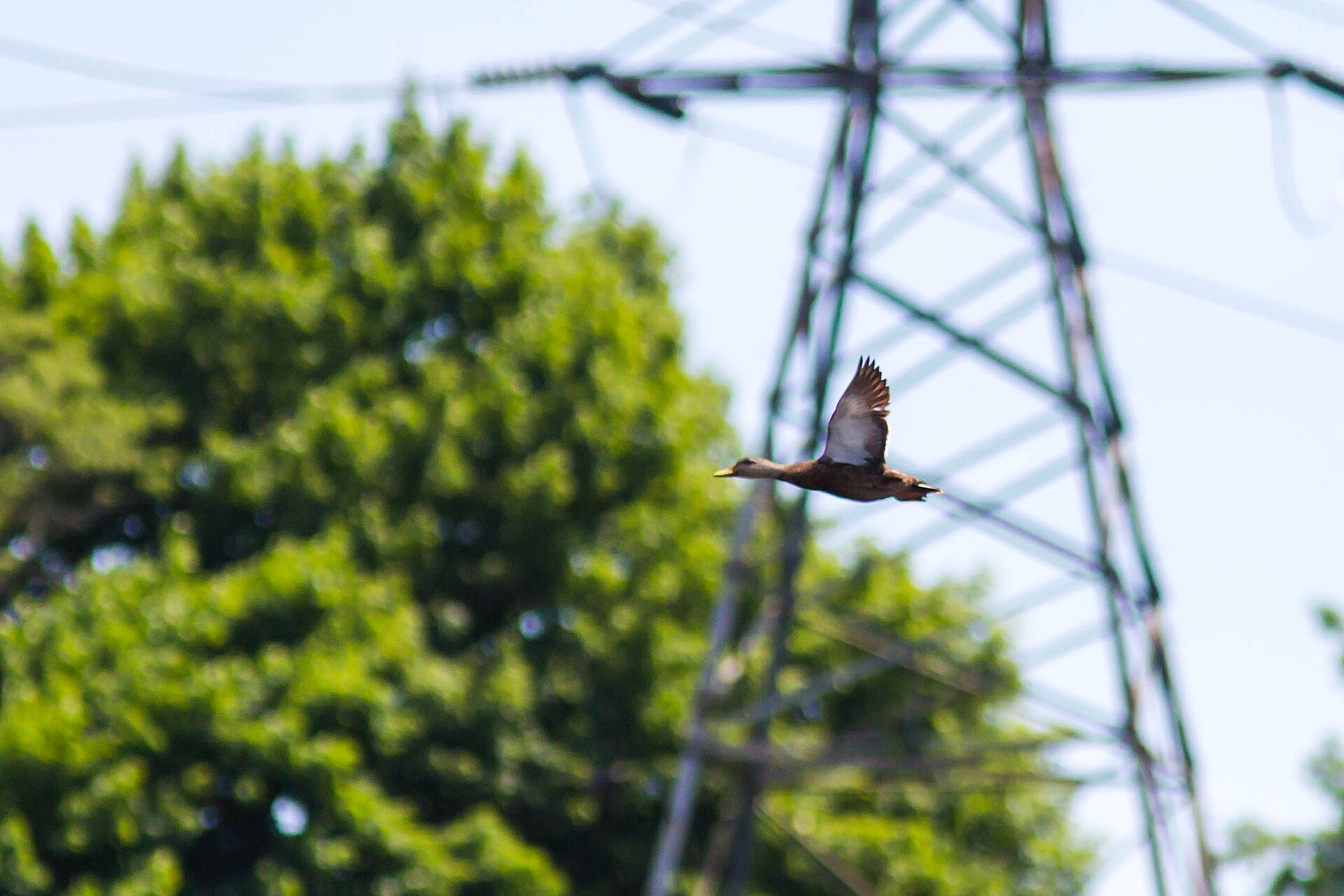 A duck flies past trees in Providence, Rhode Island.
