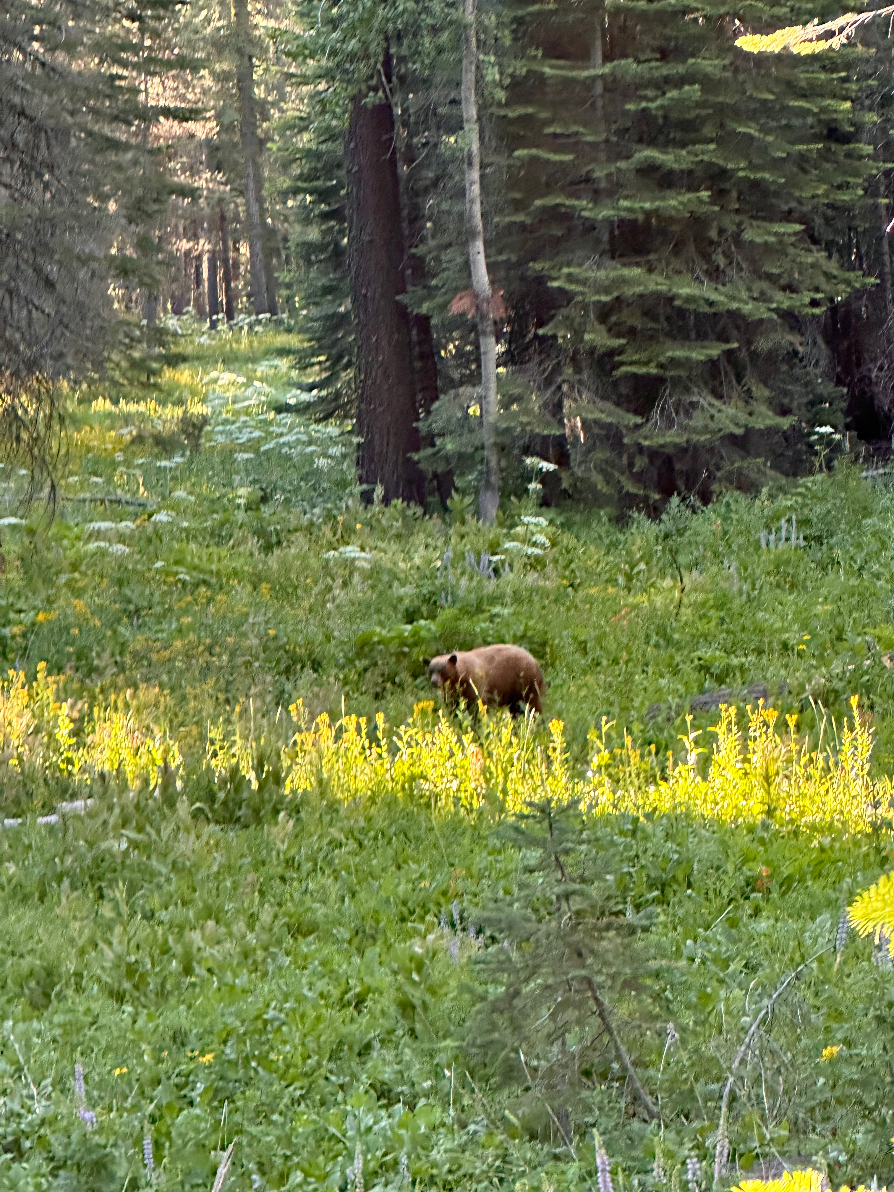 An American black bear in Yosemite National Park, California, on July 8, 2025. File photo; not the reported Coventry animal.
