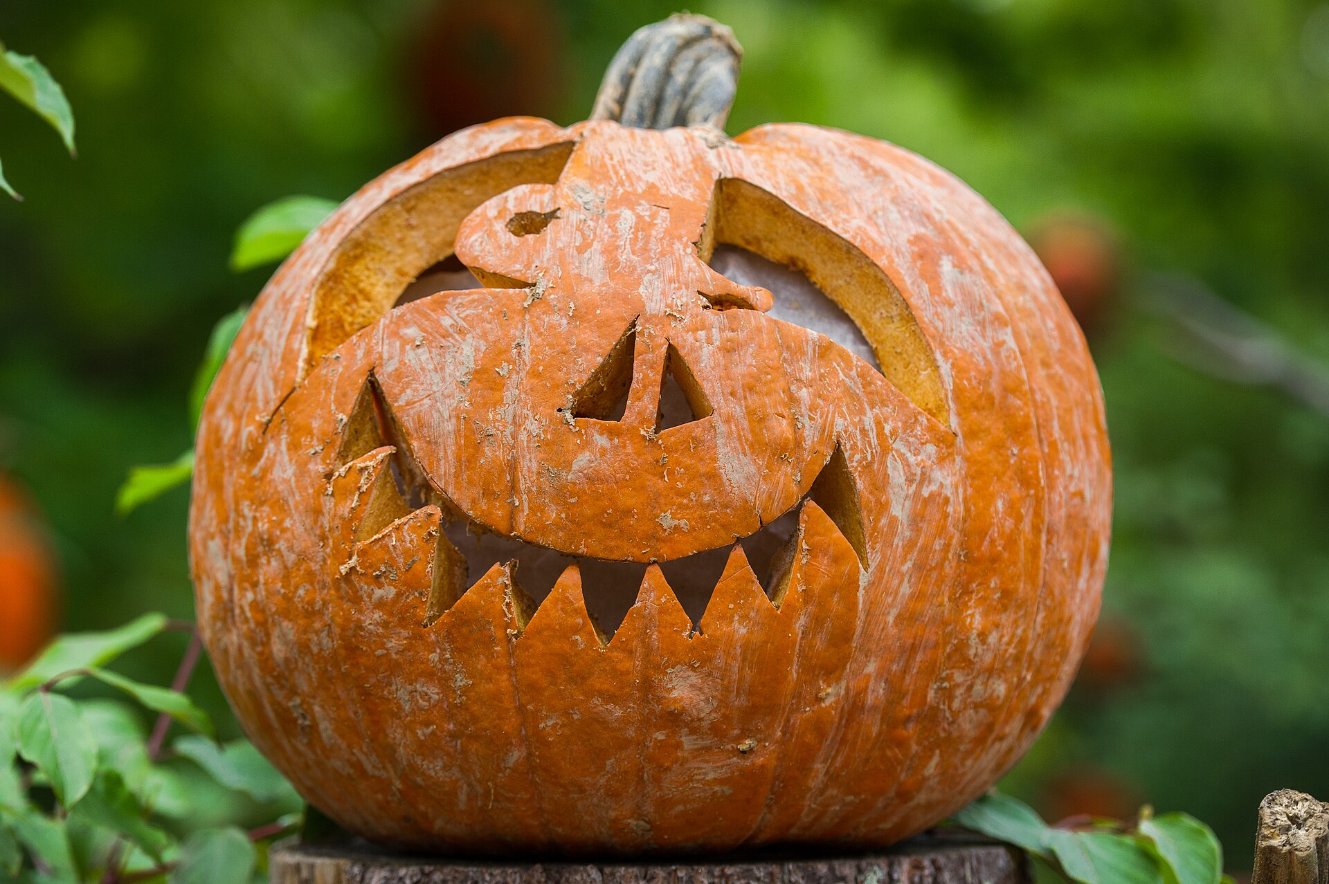 A carved orange pumpkin at Roger Williams Park Zoo in a 2015 file photo.