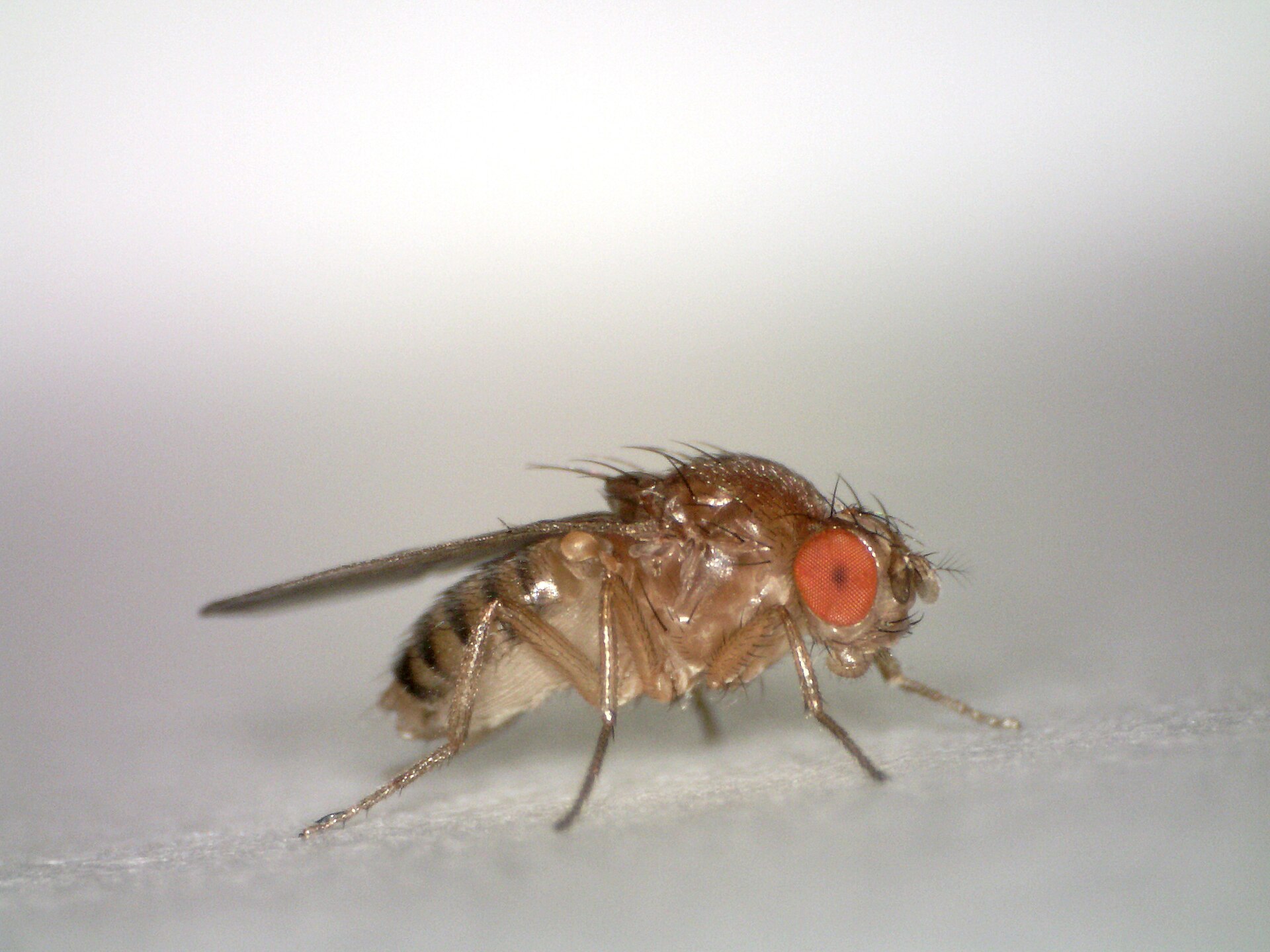 A female Drosophila melanogaster fruit fly.