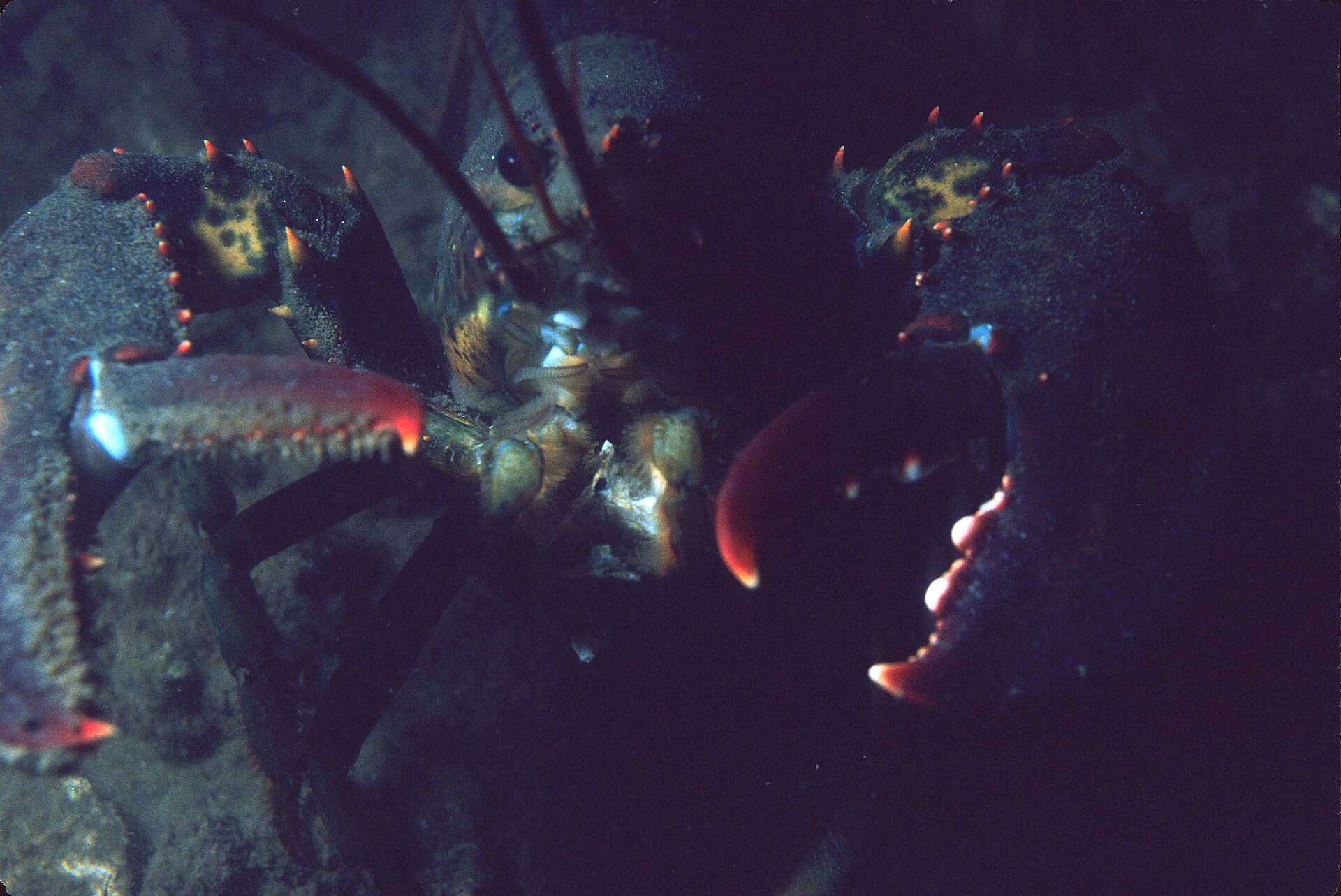 An American lobster in the Damariscotta area of Maine. Undated NOAA file photograph.