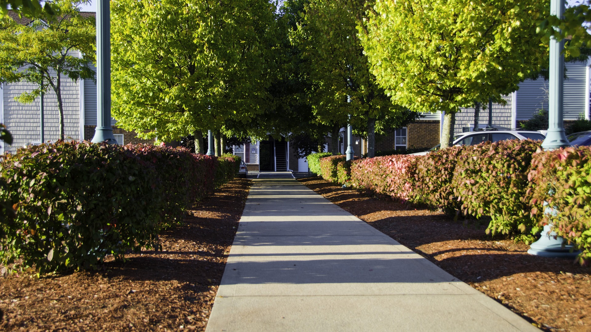 A concrete walkway lined with trees and hedges leads toward a gray shingle-sided building under a clear sky.