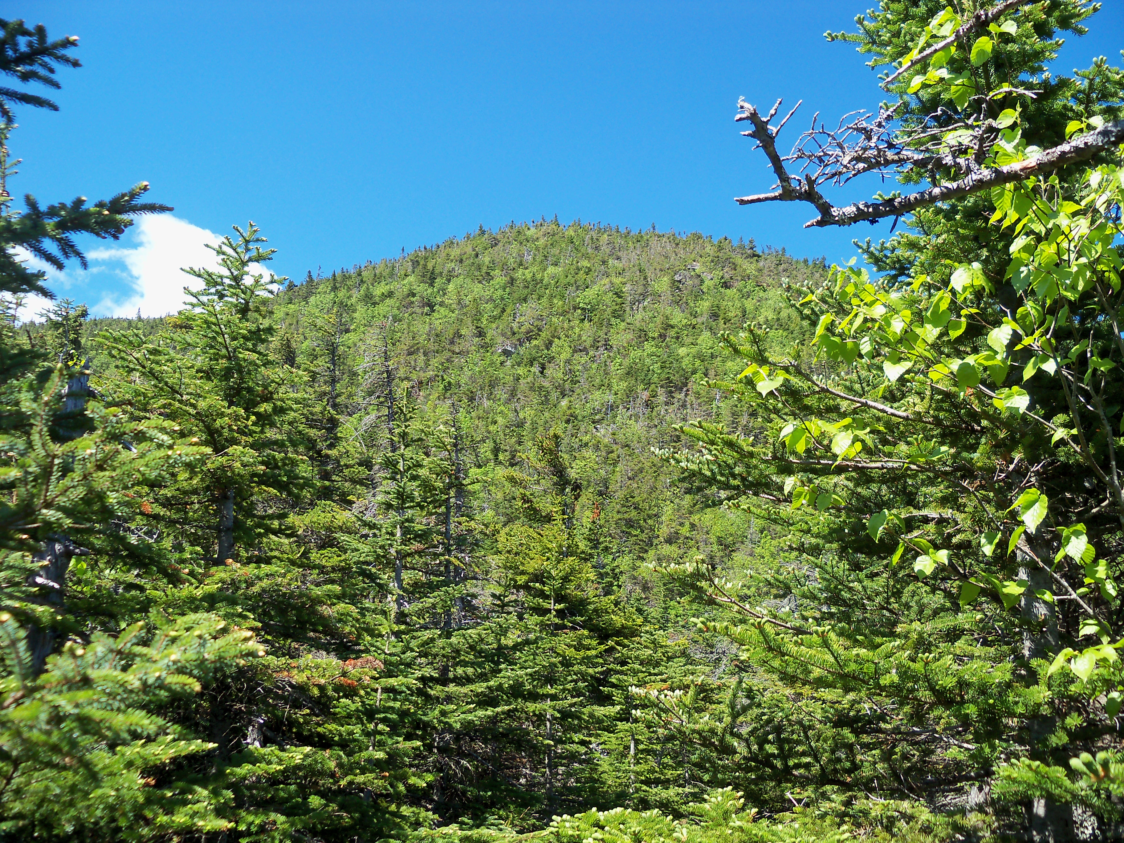 The wooded summit of Mount Moriah seen from the Appalachian Trail.