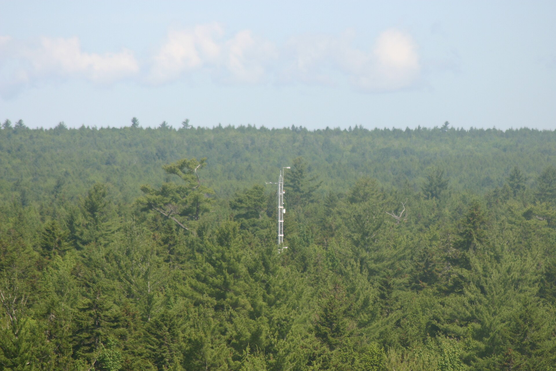 The Howland Forest canopy seen from a research tower. Undated file photograph uploaded in 2007.