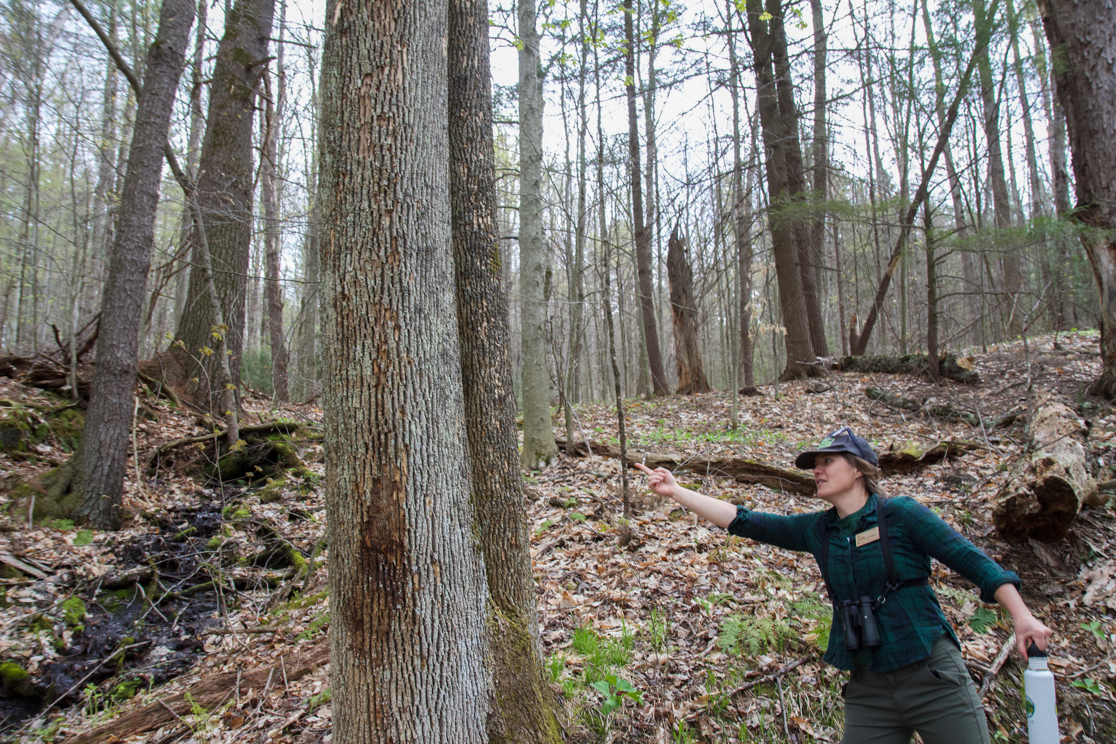 Alexandra Kosiba points out damage on a tree trunk during a workshop in Jericho Research Forest.