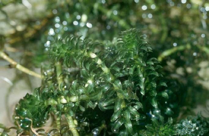 Hydrilla stems and leaves.