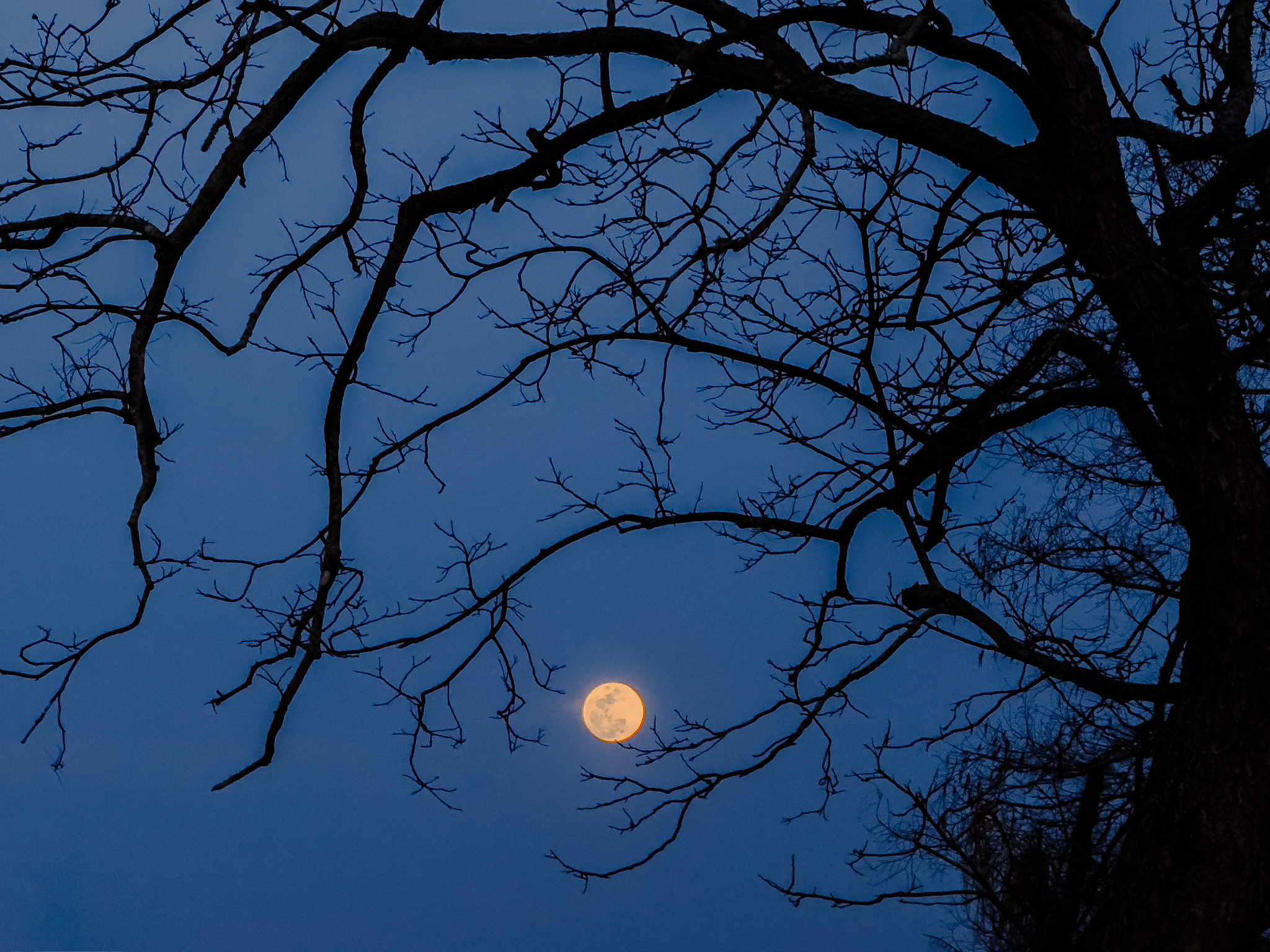 A full moon framed by the branches of a pecan tree.