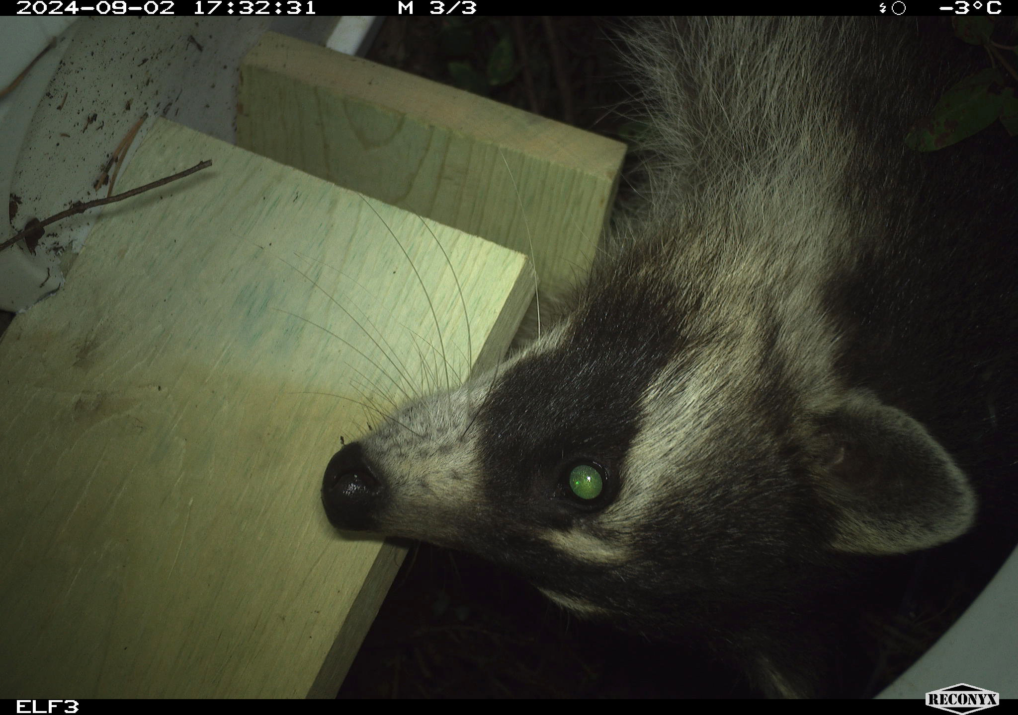 A raccoon looks toward a wildlife camera.