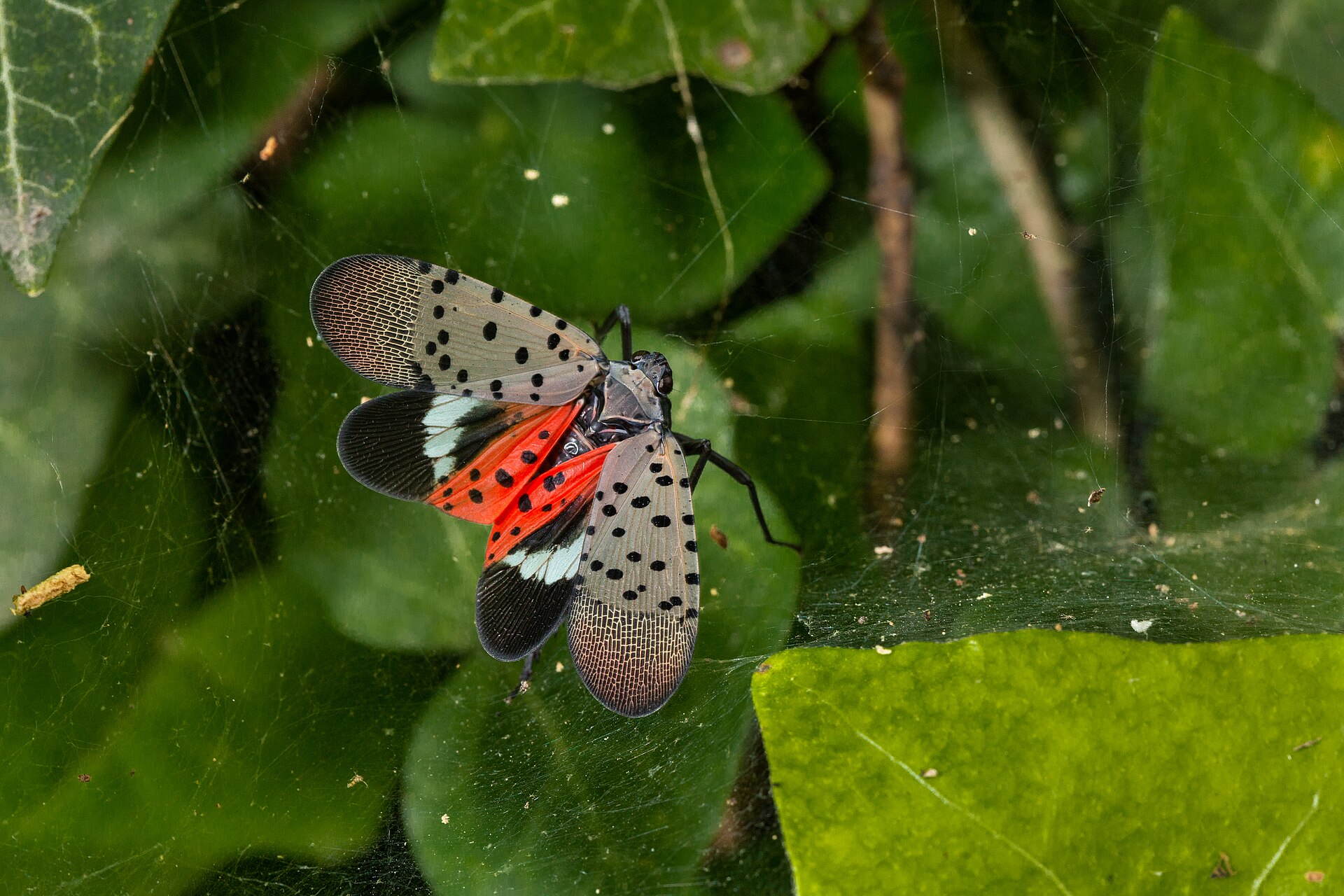 An adult spotted lanternfly photographed in Pennsylvania on July 20, 2018. This file photograph shows the species New Hampshire residents are being asked to report.