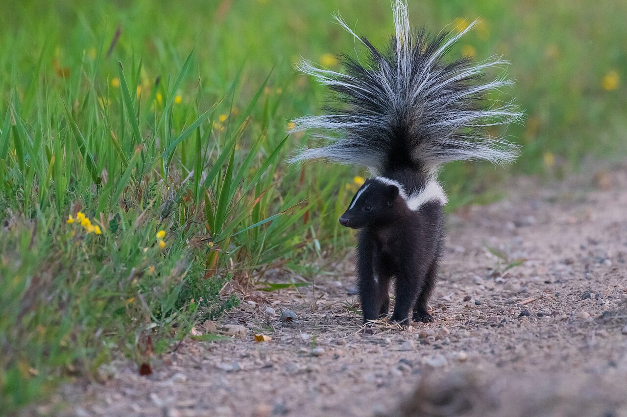A striped skunk stands beside a road.