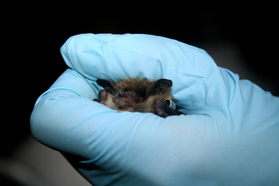 A researcher holds a little brown bat in gloved hands.
