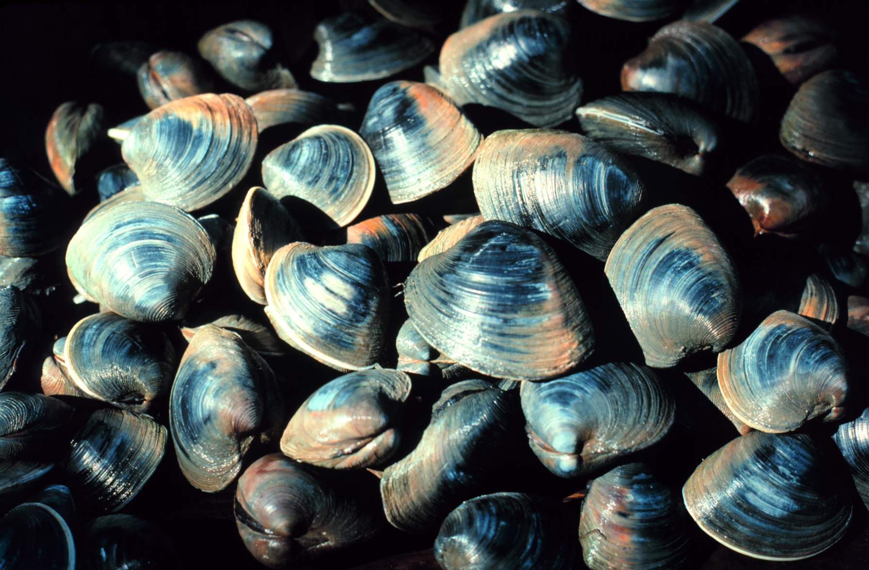 Northern quahog clams in an estuary.