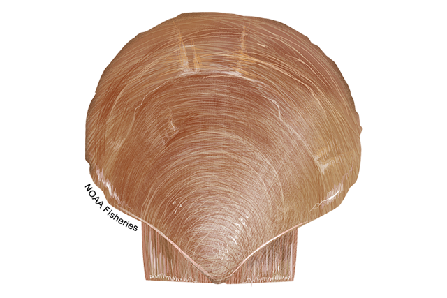 An Atlantic sea scallop shell.